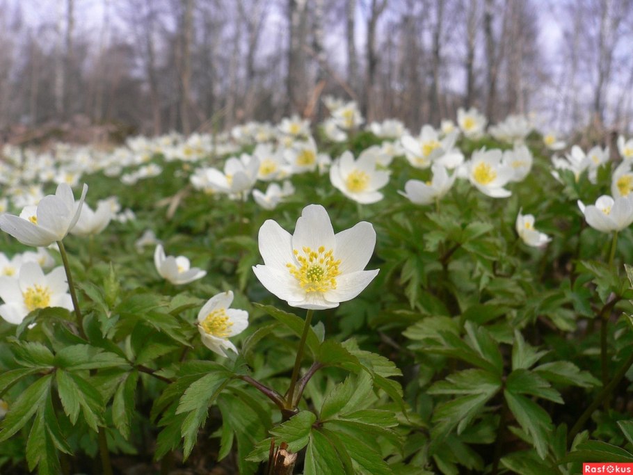 Ветреница Альпийская