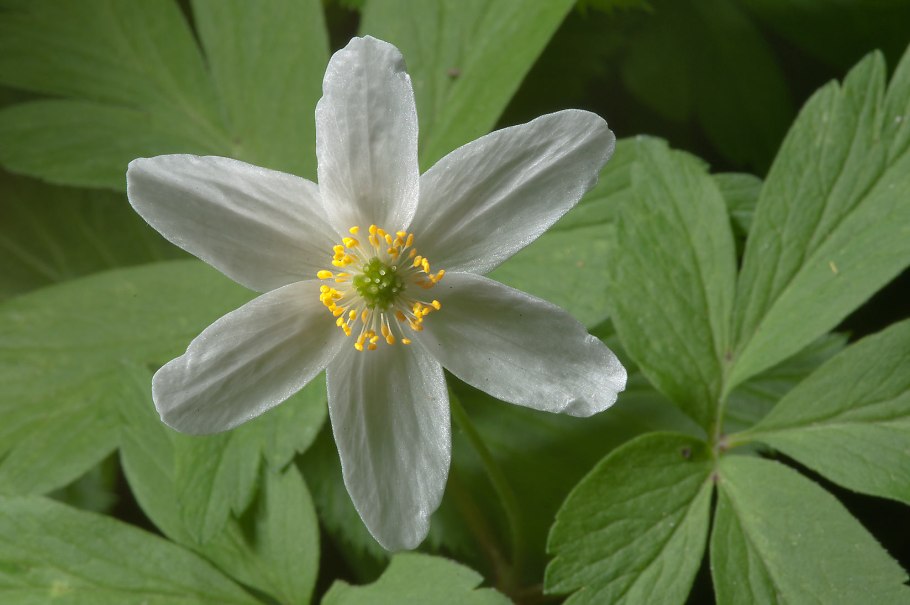 Ветреница Лесная - Anemone Sylvestris l.