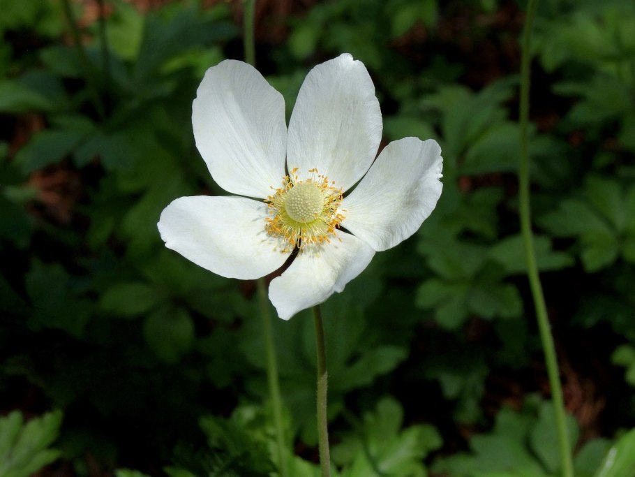 Анемона Sylvestris