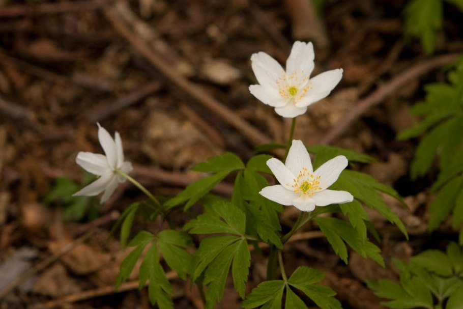 Ветреница (анемона) Лесная (Anemone Sylvestris)