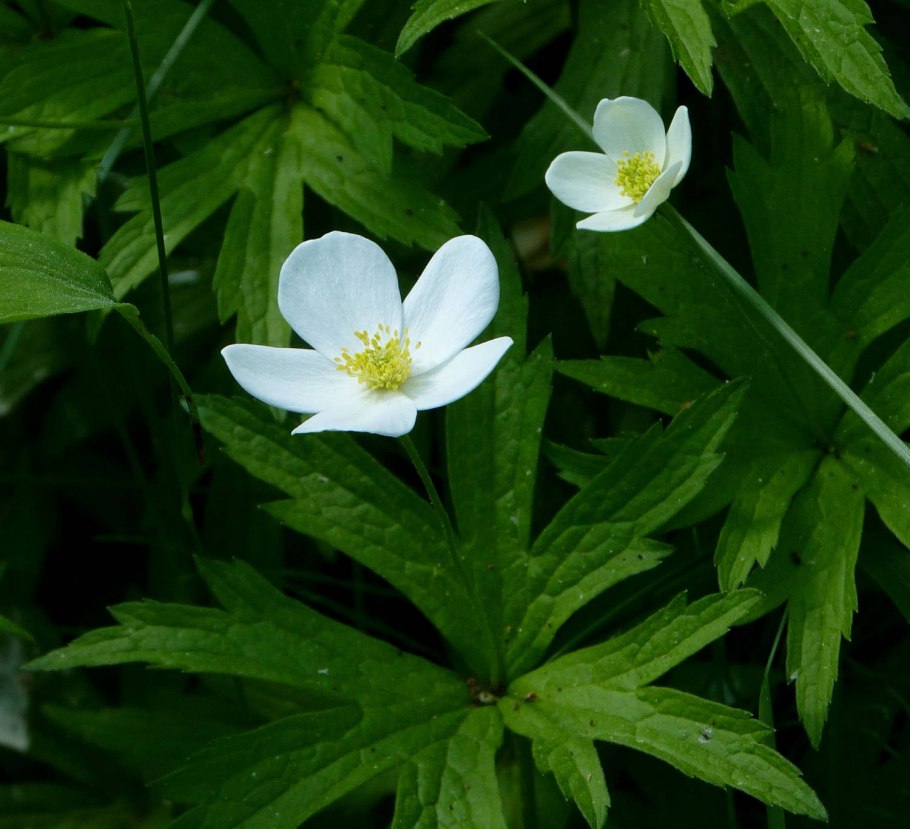 Ветреница Лесная в лесу