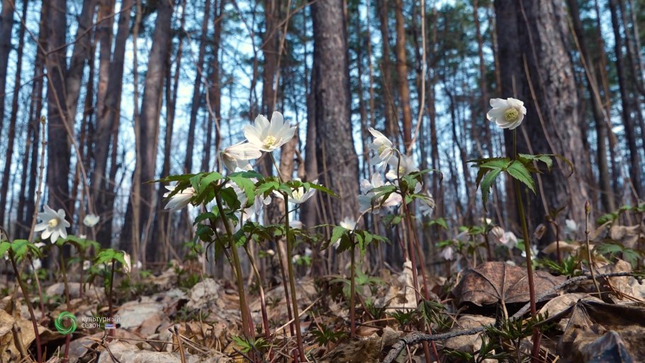 Ветреница Ботаническая