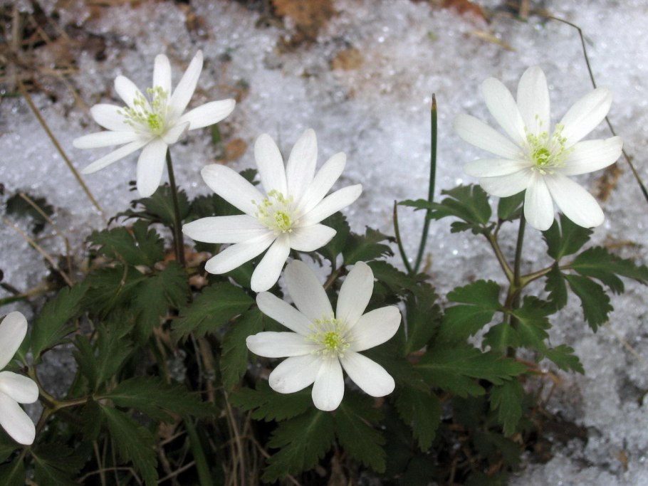 Майская ветреница
