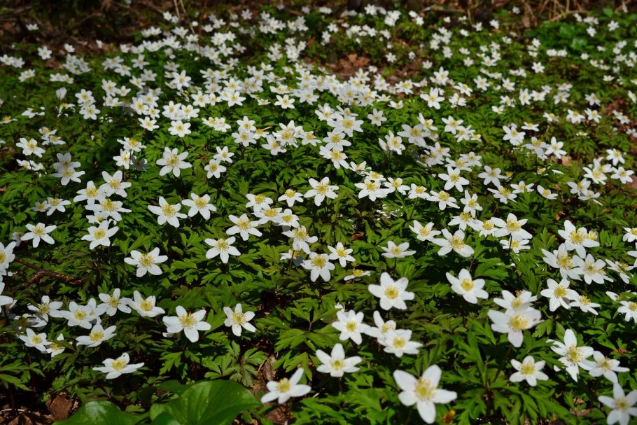 Ветреница Лесная (Anemone Sylvestris)