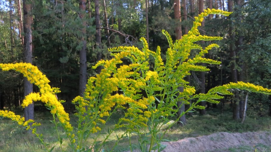 Золотарник (Solidago) Goldkind