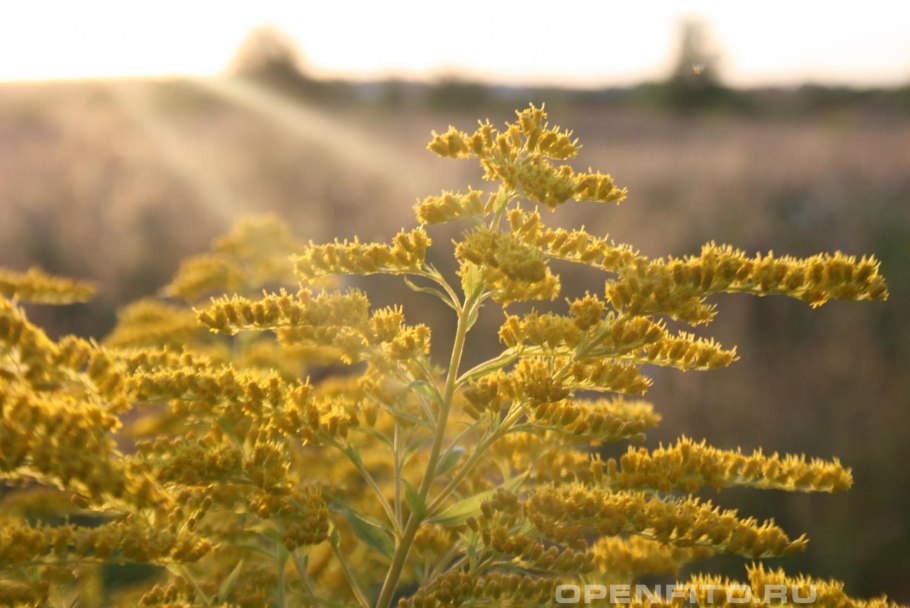 Солидаго 'Citronella'