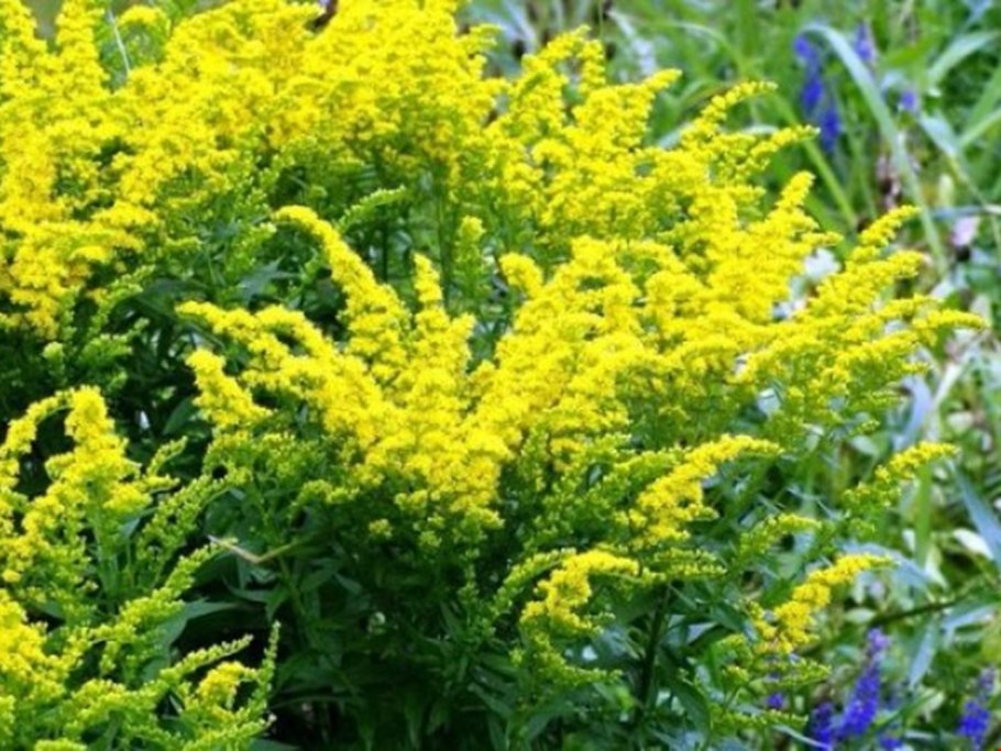 Золотарник Жозефина Solidago canadensis