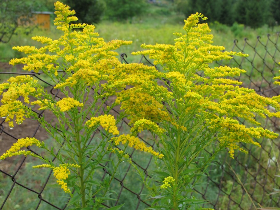 Инвазивное растение золотарник канадский