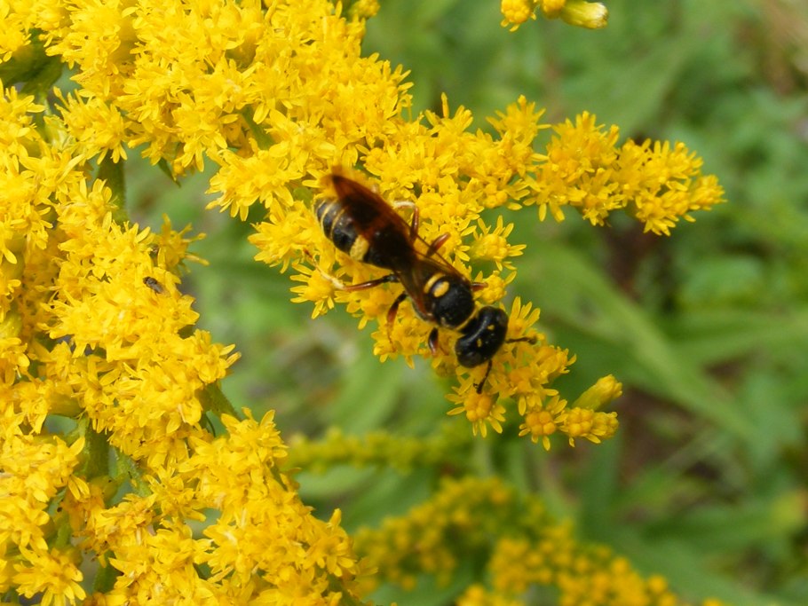 Золотарник канадский (Solidago canadensis)