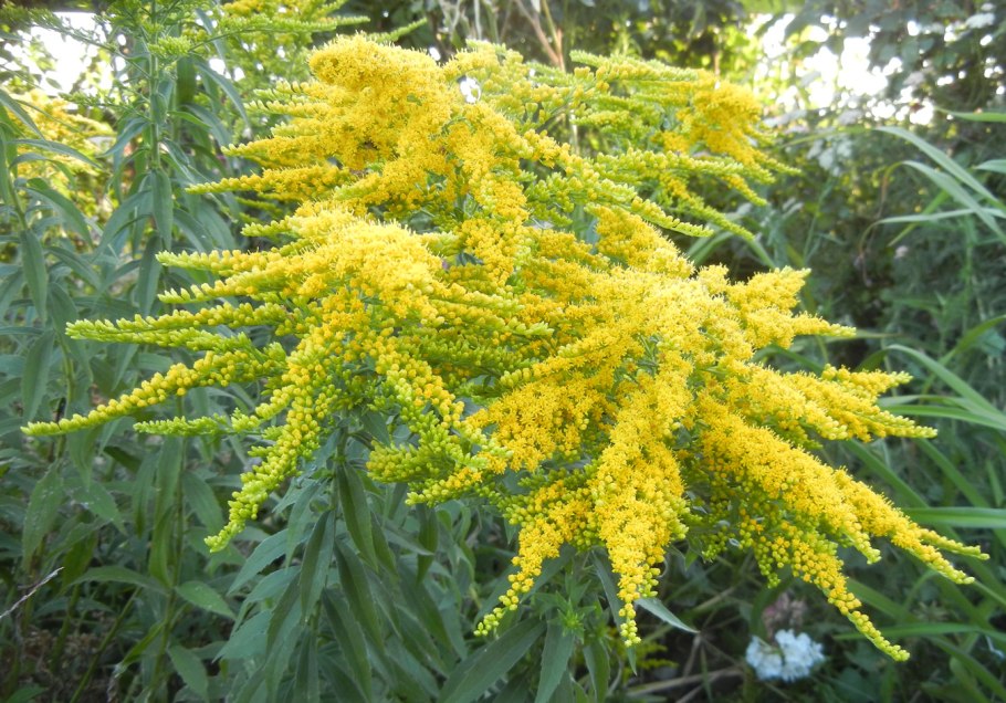 Солидаго "Hiddigeigei"