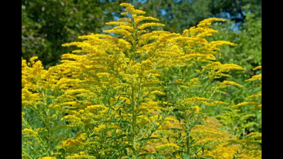 Амброзия полыннолистная