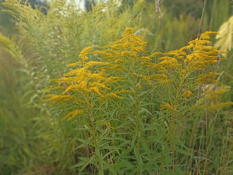Золотарник канадский (Solidago canadensis l.)