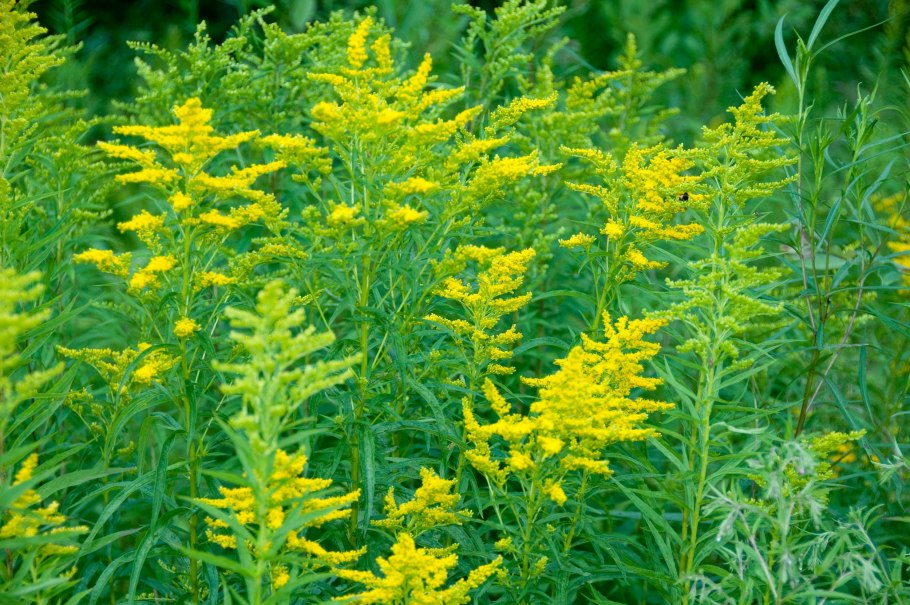 Многолистник Луговой желтый