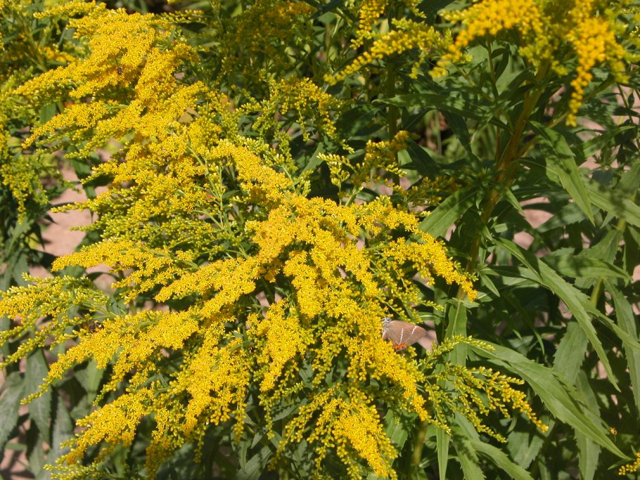 Золотарник Цитронелла