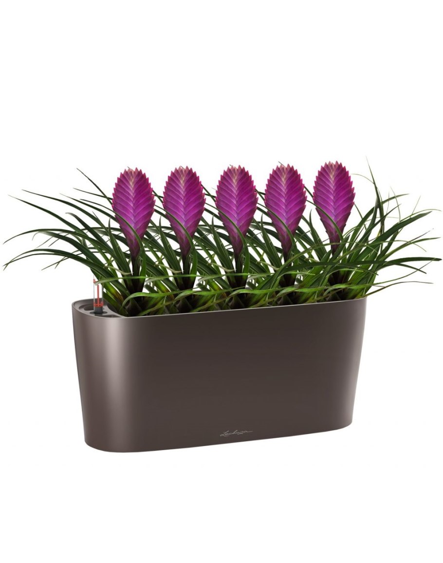 Много комнатных цветов