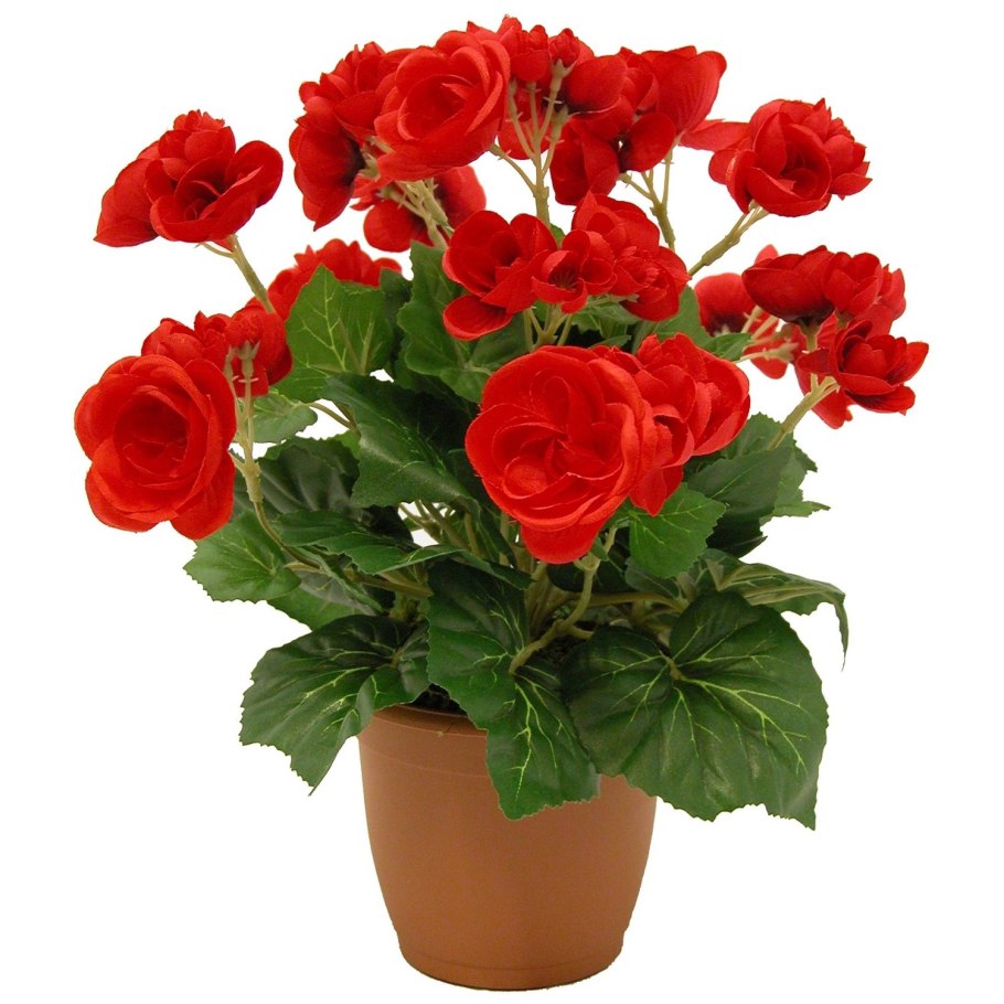 Калатея Варшевича