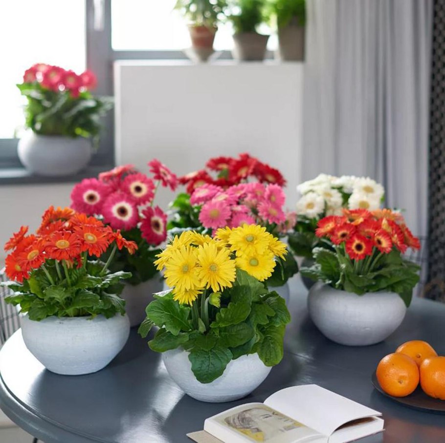 Цветочные горшки в интерьере