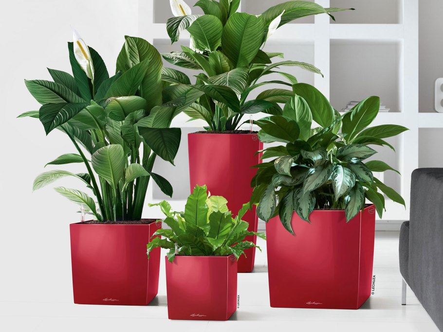 Лечуза спатифиллум