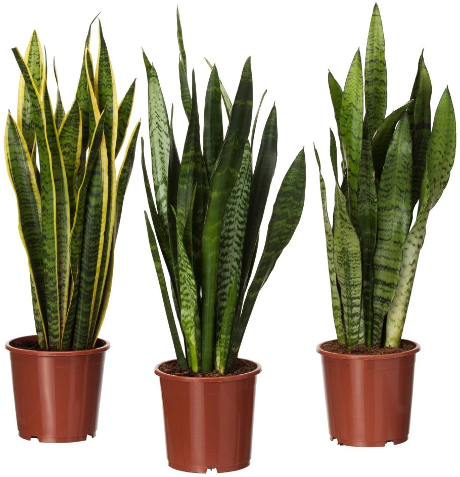 Растения в интерьере