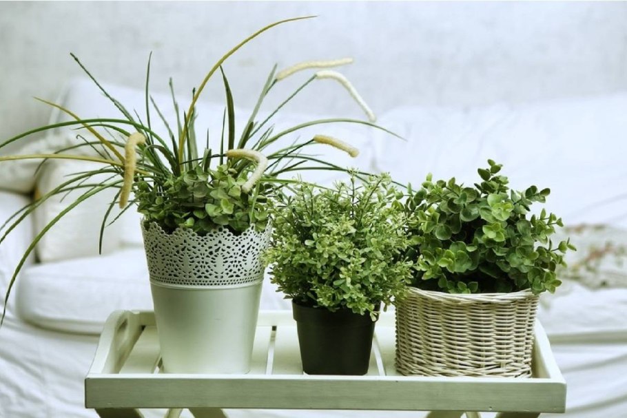 Лиана эсхинантус