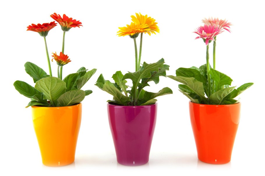 Цветок в горшке напольный