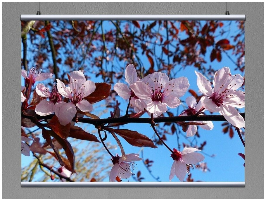 Вишни в цвету