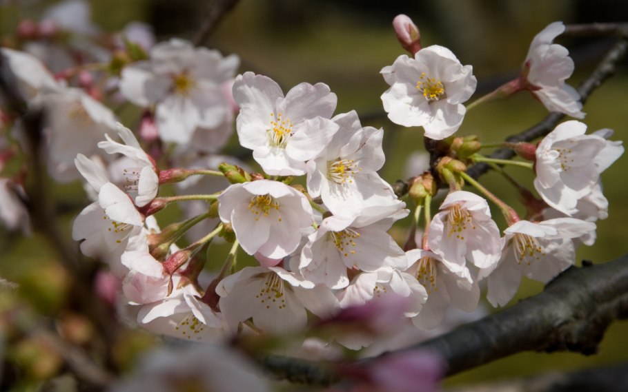 Весенние цветы светлые