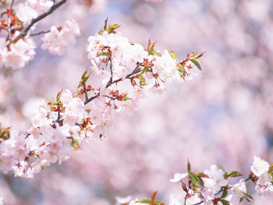 Вишня дерево цветение