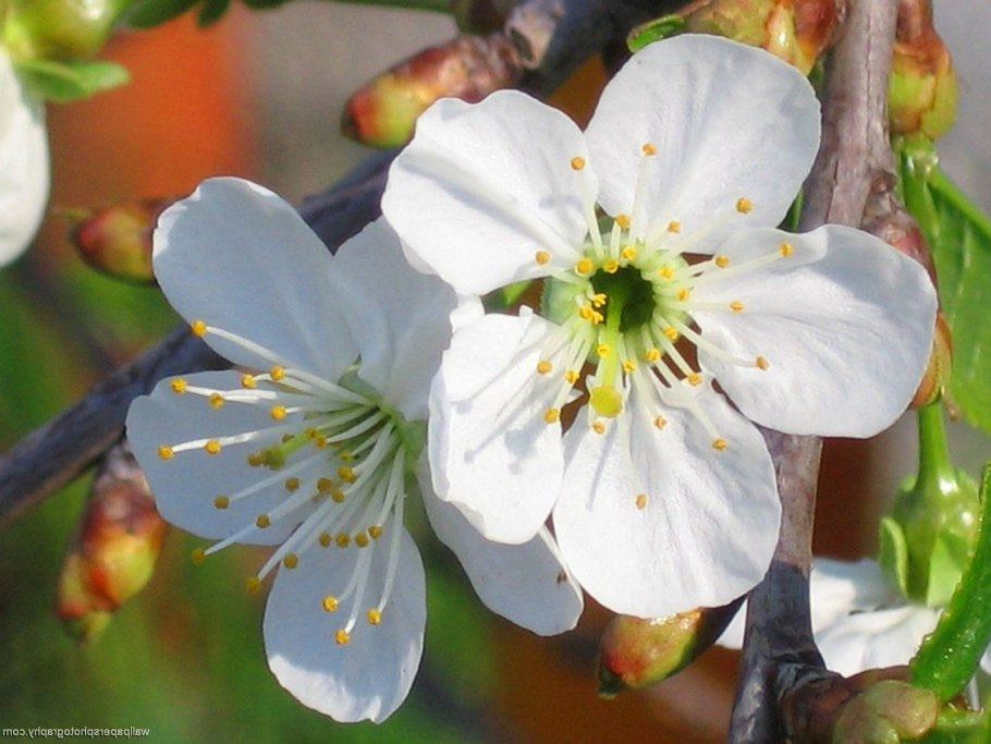 Сакура по английски