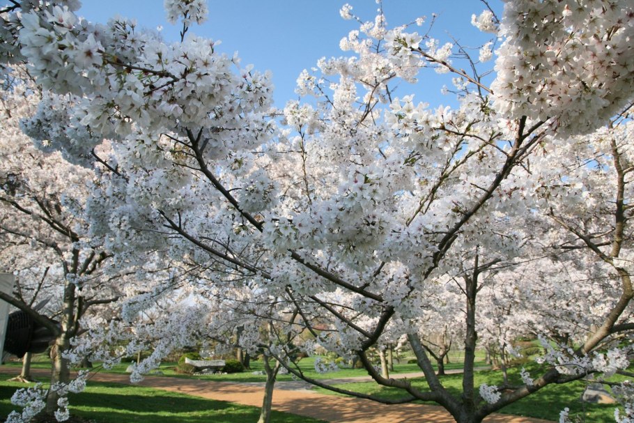 3ds Max цветок Сакуры