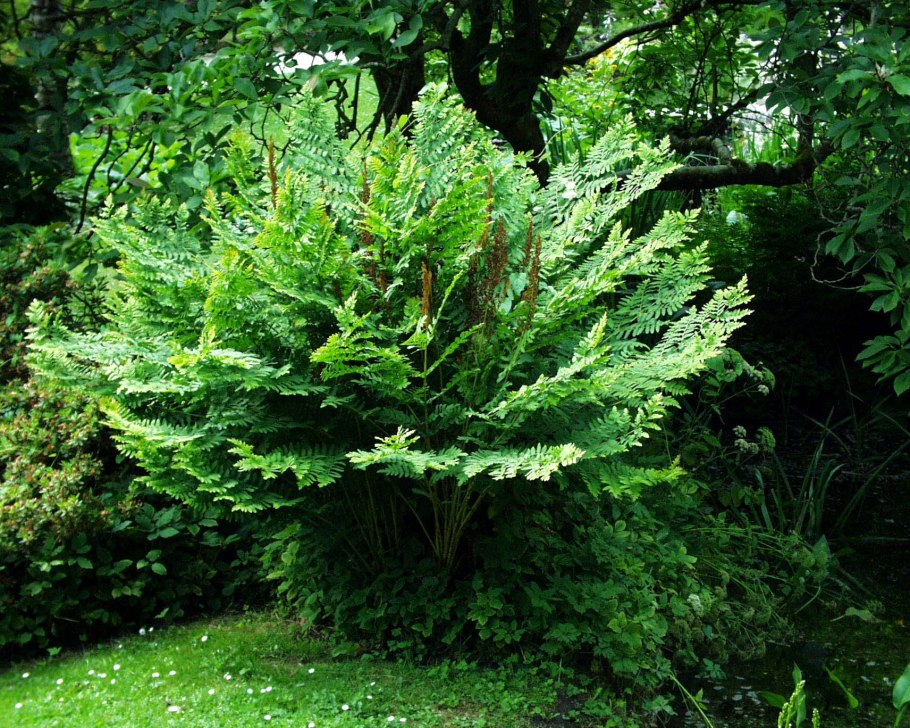 Osmunda regalis