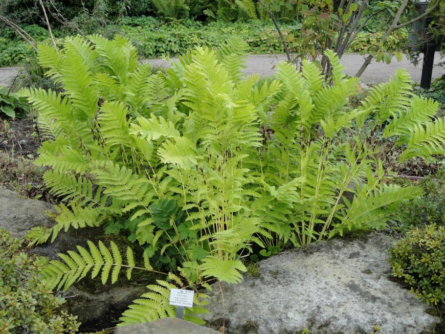 Osmunda japonica