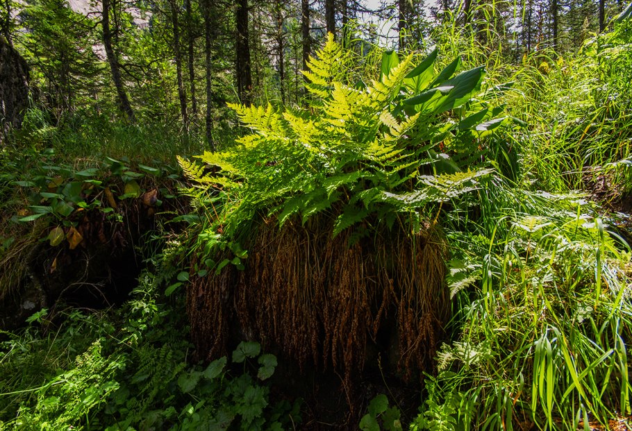 Папоротник Woodwardia fimbriata