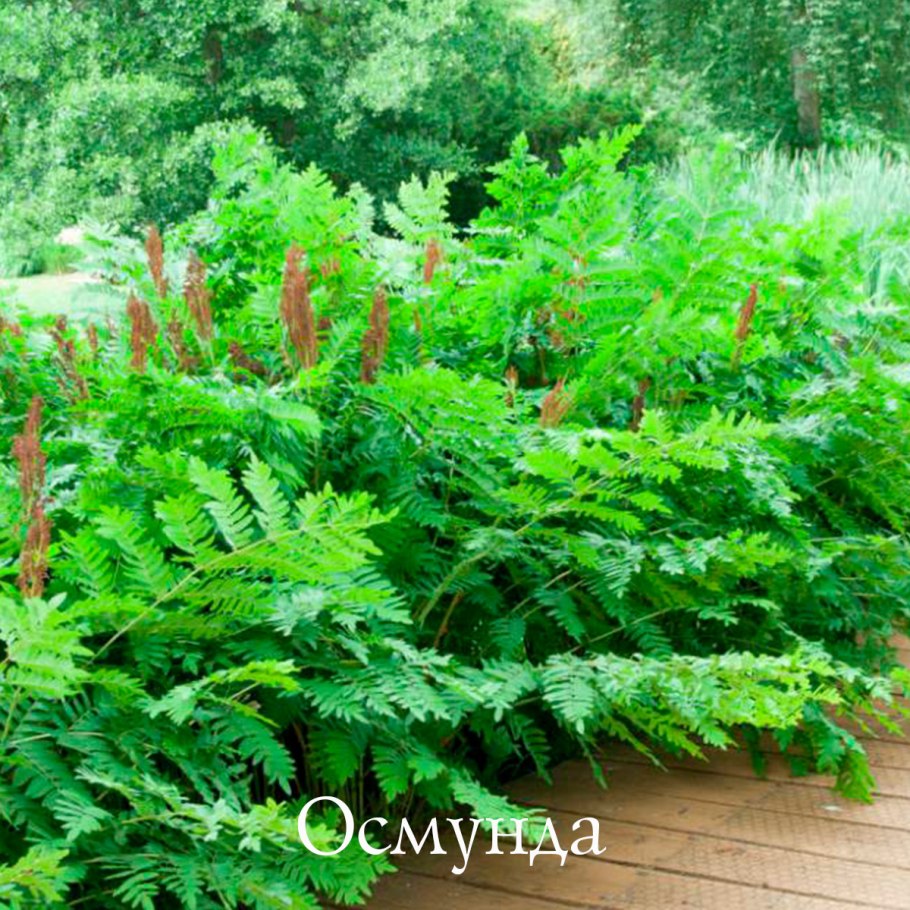 Осмунд папоротник рахисы