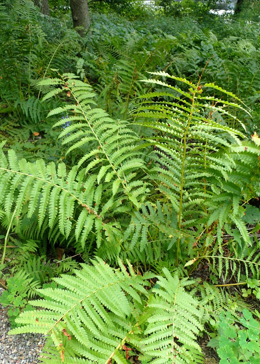 Чистоуст японский