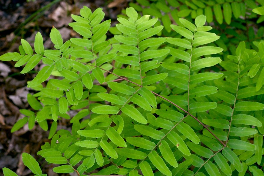 Чистоуст Королевский