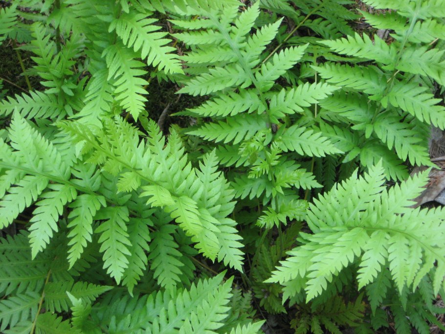 Папоротник осмунда