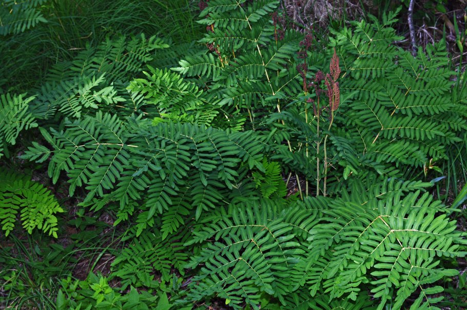 Папоротник Osmunda regalis