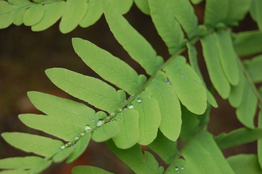 Папоротник Athyrium