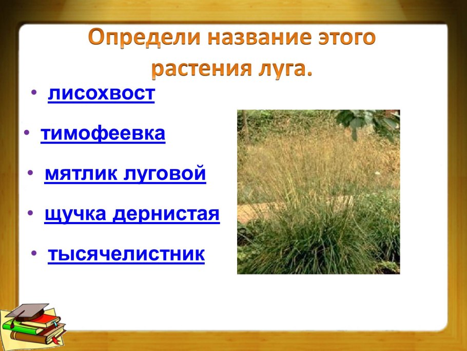 Мятлик Лапландский