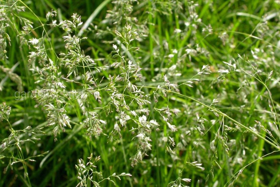 Мятлик Луговой (POA pratensis l.) газон