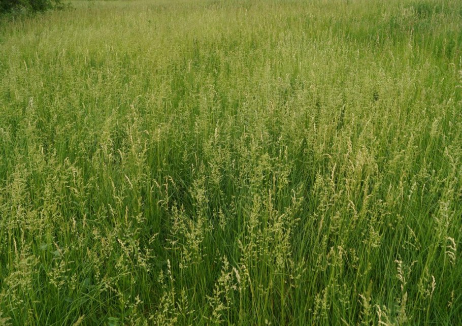 Мятлик Степной (POA stepposa)