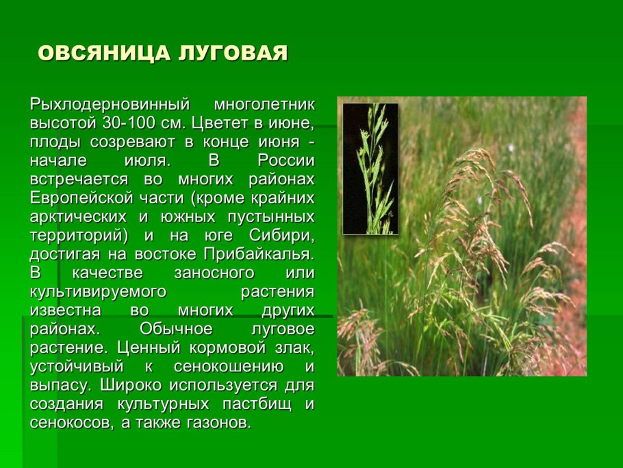 Травянистые растения семейства злаковых