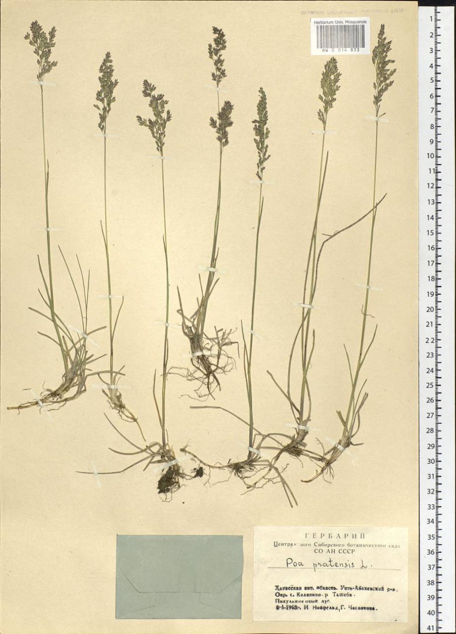 Мятлик Луговой (POA pratensis)