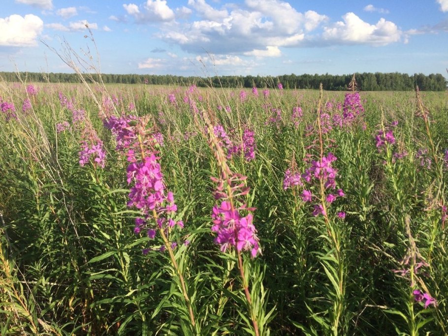 Иван-чай "купальский"