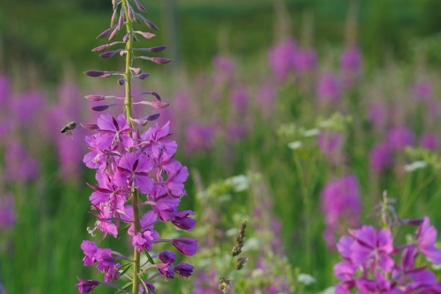 Кипрей с желтыми цветами