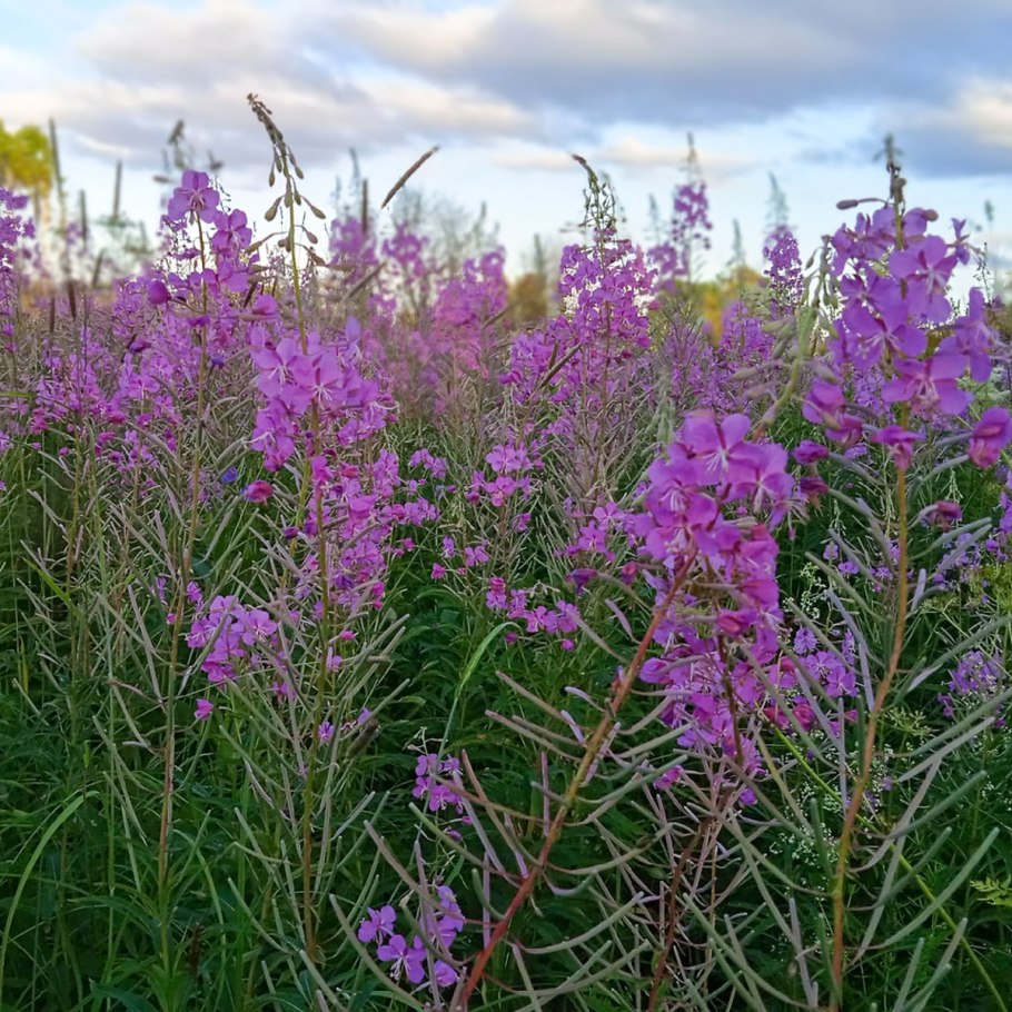 Желтый кипрей