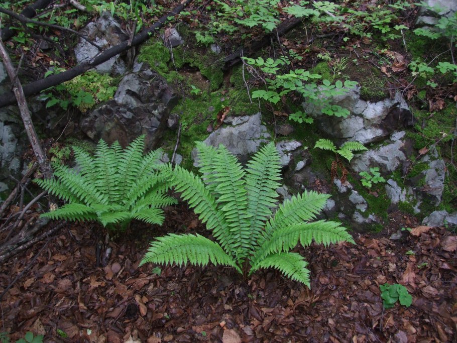 Щитовник толстокорневищный dryopteris crassirhizoma