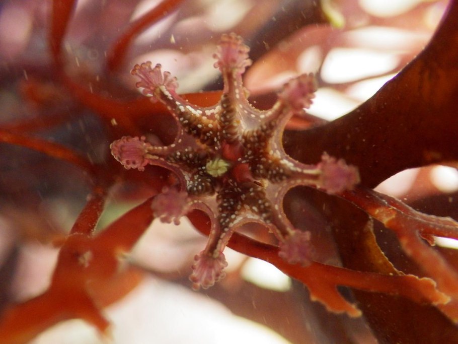 Ирландский мох и водоросли картинки