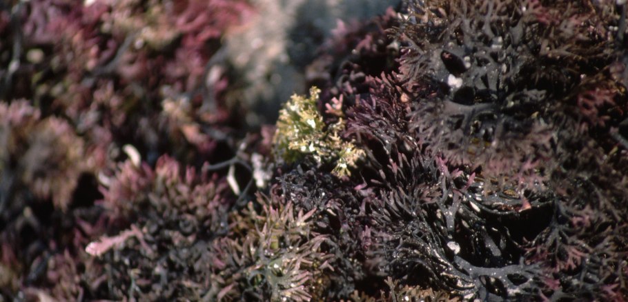 Хондрус водоросль